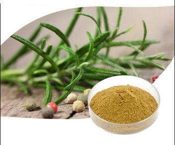 Rosemary Extract Powder Rosemary Extract Powder