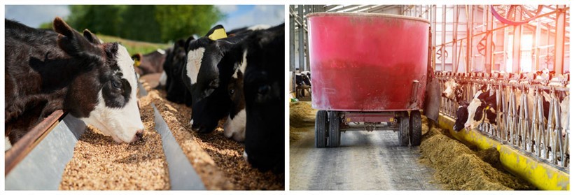 Animal food Animal food