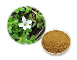 Bacopa Monnieri ekstrakto milteliai